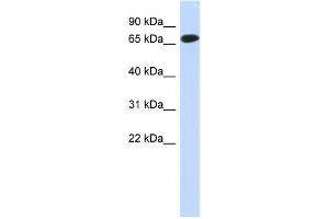 Western Blotting (WB) image for anti-Chromosome 1 Open Reading Frame 65 (C1ORF65) antibody (ABIN2459621) (C1orf65 anticorps)