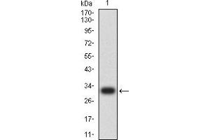 Western blot analysis using CD137 mAb against human CD137 (AA: 214-255) recombinant protein. (CD137 anticorps  (AA 214-255))