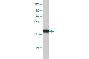 Western Blot detection against Immunogen (36.
