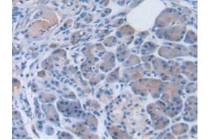 IHC-P analysis of Human Pancreas Tissue, with DAB staining. (PON3 anticorps  (AA 2-354))