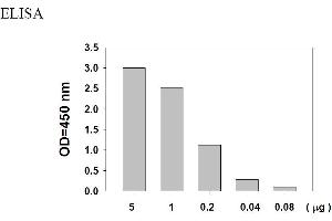 Image no. 5 for Epidermal Growth Factor Receptor (EGFR) ELISA Kit (ABIN625237) (EGFR Kit ELISA)