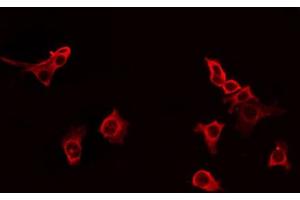 ABIN6266938 staining HT29 by IF/ICC. (GPRIN1 anticorps  (Internal Region))