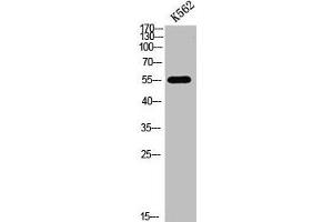 Western blot analysis of K562cellslysate, antibody was diluted at 500. (FOXO4 anticorps  (acLys189))