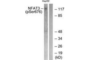 Western blot analysis of extracts from HepG2 cells treated with Ca2+ 40uM 30', using NFAT3 (Phospho-Ser676) Antibody. (NFATC4 anticorps  (pSer676))