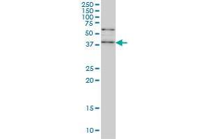 SAV1 monoclonal antibody (M02), clone 3B2 Western Blot analysis of SAV1 expression in Hela S3 NE .