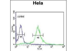 PIK4CB Antibody (Center) (ABIN390935 and ABIN2841135) flow cytometric analysis of Hela cells (right histogram) compared to a negative control cell (left histogram). (PI4KB anticorps  (AA 519-548))