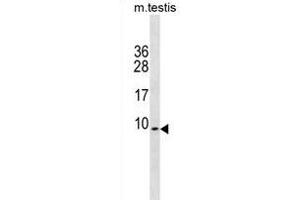PDE6H Antibody (Center) (ABIN1881645 and ABIN2838789) western blot analysis in mouse testis tissue lysates (35 μg/lane). (PDE6H anticorps  (AA 4-33))