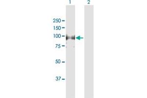 Western Blot analysis of MCM4 expression in transfected 293T cell line by MCM4 MaxPab polyclonal antibody. (MCM4 anticorps  (AA 1-863))