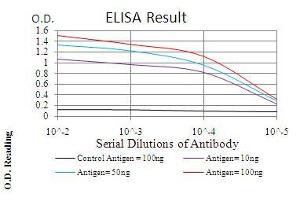 Fig. (TERT anticorps  (AA 1029-1132))