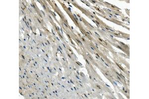IHC analysis of EAPP using anti-EAPP antibody (ABIN7599214). (EAPP anticorps  (AA 1-285))