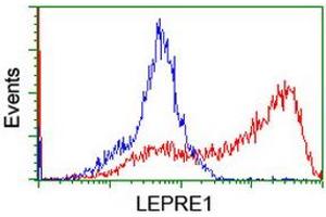 HEK293T cells transfected with either RC222535 overexpress plasmid (Red) or empty vector control plasmid (Blue) were immunostained by anti-LEPRE1 antibody (ABIN2455936), and then analyzed by flow cytometry. (LEPRE1 anticorps)