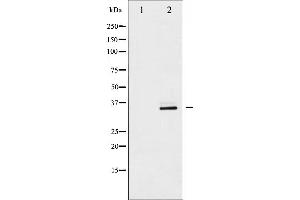 Western blot analysis of CDC2 expression in HepG2 whole cell lysates,The lane on the left is treated with the antigen-specific peptide. (CDK1 anticorps  (N-Term))