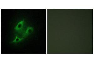 Immunofluorescence (IF) image for anti-serine Incorporator 2 (SERINC2) (C-Term) antibody (ABIN1849918) (SERINC2 anticorps  (C-Term))