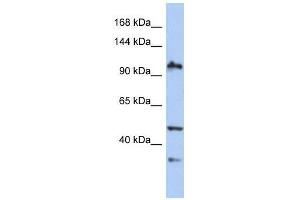 XAB2 antibody used at 0. (XAB2 anticorps  (N-Term))