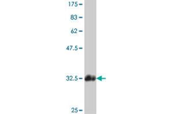GPR62 antibody  (AA 314-368)