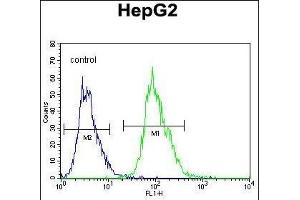 OR4K5 Antibody (C-term) (ABIN655937 and ABIN2845329) flow cytometric analysis of HepG2 cells (right histogram) compared to a negative control cell (left histogram). (OR4K5 anticorps  (C-Term))