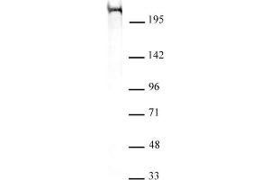 Chd5 antibody (mAb) (Clone 5A10) tested by Western blot. (CHD5 anticorps  (C-Term))