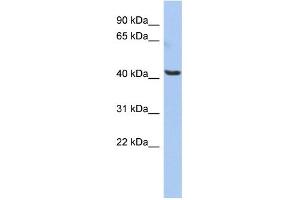 WB Suggested Anti-OLFML1 Antibody Titration: 0. (OLFML1 anticorps  (Middle Region))