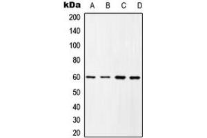Western blot analysis of c-SRC (pY419) expression in HEK293T EGF-treated (A), COLO205 (B), Raw264. (Src anticorps  (C-Term, pTyr419))