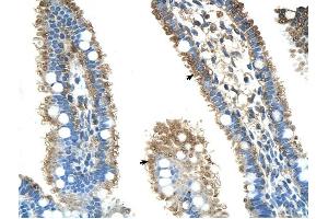 ALDH4A1 antibody was used for immunohistochemistry at a concentration of 4-8 ug/ml to stain Epithelial cells of intestinal villus (arrows) in Human Intestine. (ALDH4A1 anticorps  (N-Term))