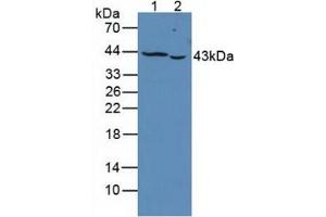 Figure. (PTPRJ anticorps  (AA 1061-1293))