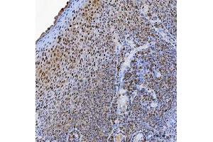 IHC analysis of USP26 using anti-USP26 antibody (ABIN7599543). (USP26 anticorps  (AA 1-762))