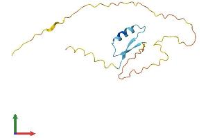 AlphaFold protein structure predicition of Human Recombinant RIPPLY1 Protein, UniprotID Q0D2K3