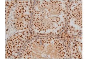 ABIN6267400 at 1/200 staining Mouse testis tissue sections by IHC-P. (CREB1 anticorps  (pSer133))