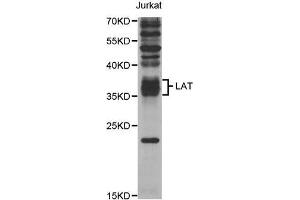 Western Blotting (WB) image for anti-Linker For Activation of T Cells (LAT) antibody (ABIN1876851) (LAT anticorps)