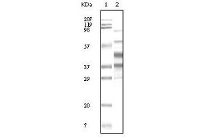 Western Blotting (WB) image for anti-KSHVK8a antibody (ABIN2464074) (KSHVK8a anticorps)