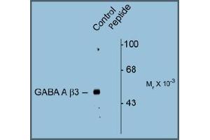 Western blot of Rat hippocampal lysate showing specific immunolabeling of the ~53k GABAAB3 protein phosphorylated at Serine408/409 (Control).