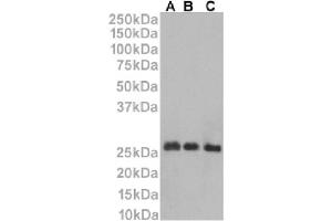 Western Blot using anti-CD53 antibody HD77. (Recombinant CD53 anticorps)
