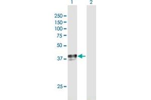Western Blot analysis of SLC29A1 expression in transfected 293T cell line by SLC29A1 MaxPab polyclonal antibody. (SLC29A1 anticorps  (AA 1-456))