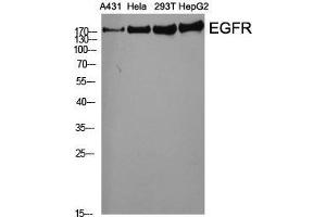 Western Blot (WB) analysis of specific cells using EGFR Polyclonal Antibody. (EGFR anticorps  (Ser325))