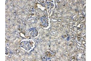 IHC testing of FFPE mouse kidney tissue with Thrombopoietin antibody at 1ug/ml. (Thrombopoietin anticorps)