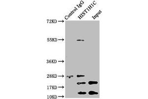 Immunoprecipitating HIST1H1C in Hela whole cell lysate (treated with 30 mM sodium butyrate for 4h) Lane 1: Rabbit control IgG instead of ABIN7139207 in Hela whole cell lysate (treated with 30 mM sodium butyrate for 4h).
