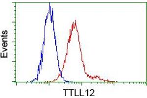 Image no. 1 for anti-Tubulin tyrosine Ligase-Like Family, Member 12 (TTLL12) antibody (ABIN1499032) (TTLL12 anticorps)