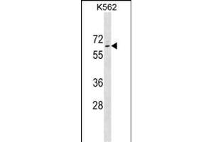 TP63 Antibody (Ascites) ABIN1539985 western blot analysis in K562 cell line lysates (35 μg/lane). (p63 anticorps  (AA 651-680))