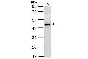 WB Image Sample (30 ug of whole cell lysate) A: Hep G2 , 10% SDS PAGE antibody diluted at 1:1000 (HPD anticorps)