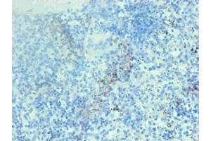 Immunohistochemical of paraffin-embedded human spleen tissue using ABIN7137917 at dilution of 1:200 (Hemoglobin anticorps)