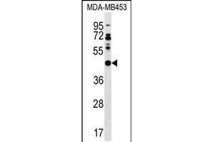 Western blot analysis in MDA-MB453 cell line lysates (35ug/lane). (DNAJB5 anticorps  (C-Term))