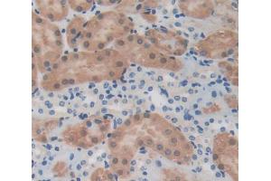 IHC-P analysis of Mouse Tissue, with DAB staining. (PDGFC anticorps  (AA 235-345))