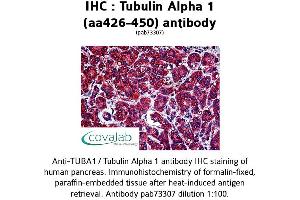 Image no. 1 for anti-alpha Tubulin (TUBA1) (AA 426-450) antibody (ABIN1740442) (alpha Tubulin anticorps  (AA 426-450))