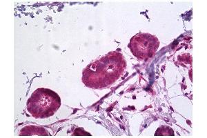 Image no. 1 for anti-G Protein-Coupled Receptor, Family C, Group 5, Member A (GPRC5A) (N-Term) antibody (ABIN347139)