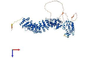 AlphaFold protein structure predicition of Mouse Recombinant Armc3 Protein, UniprotID A2AU72