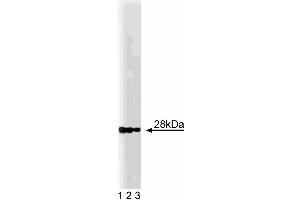 Western blot analysis of GS28 on a RSV-3T3 lysate. (GS28 anticorps  (AA 3-108))