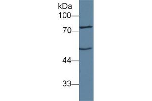 Detection of ANGPT1 in Mouse Liver lysate using Polyclonal Antibody to Angiopoietin 1 (ANGPT1)