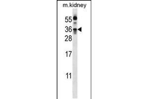 Western blot analysis in mouse kidney tissue lysates (35ug/lane). (Kallikrein 8 anticorps  (AA 143-172))