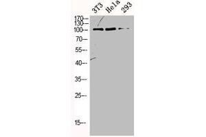 Western Blot analysis of NIH-3T3 HELA 293 cells using ORC1 Polyclonal Antibody (ORC1 anticorps  (Internal Region))