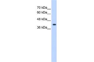 WB Suggested Anti-ST6GALNAC5 Antibody Titration:  1.